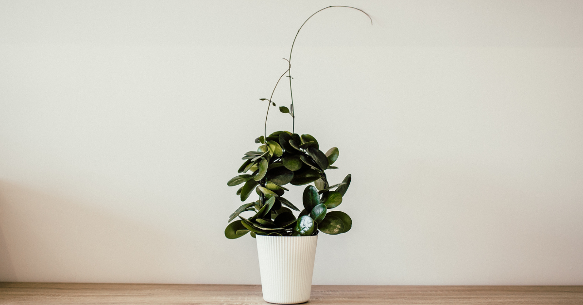 Unleash Your Brand's Vitality Through These Pointers featured image